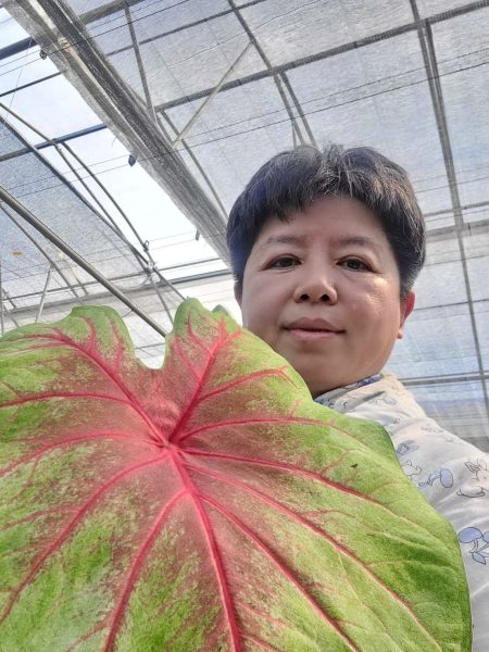 綠美農場