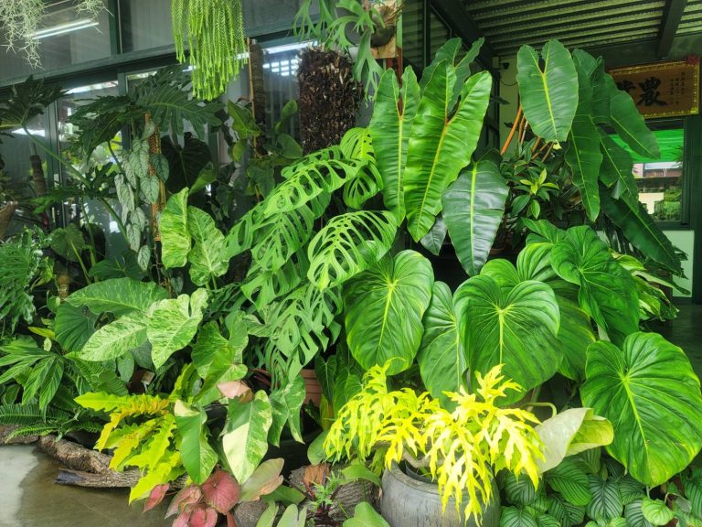 蔓蔓相芋-熱帶雨林植物展