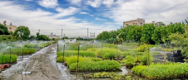蕙洋園 水生植物