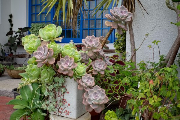 荷蘭花園