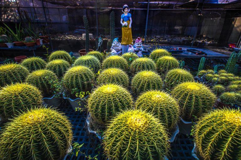 2023攝影盛典得獎作品-花鄉自然美