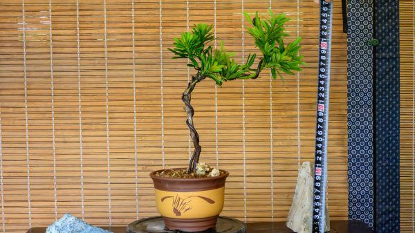 晶鑽羅漢松 DIY 體驗