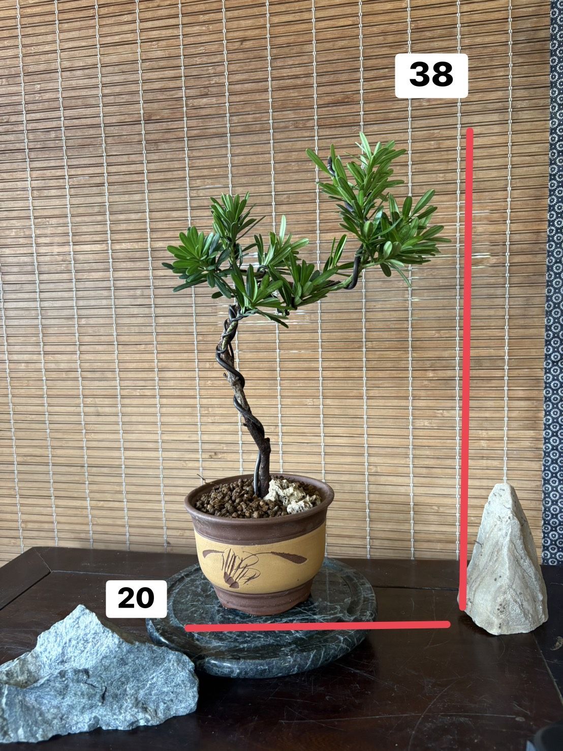 小品羅漢松 DIY 體驗:圖片 4